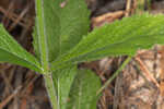 Carolina false vervain